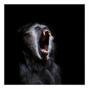 scary_black_gibbon_monkey_vicious_fanged_teeth_poster-rdcfc616f42f1442b81a605939e068b89_w2q_8byvr_324