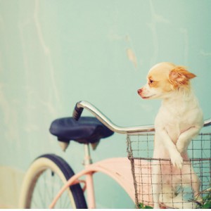 adorable-bicycle-blue-chihuahua-cute-favim-com-221575